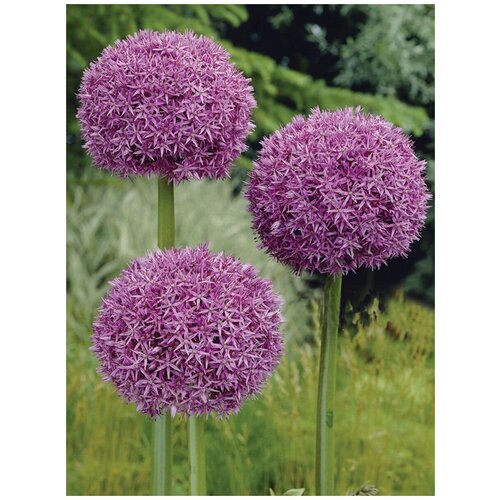 Семена лук Аллиум гигантский (Allium giganteum), 15 штук фотография