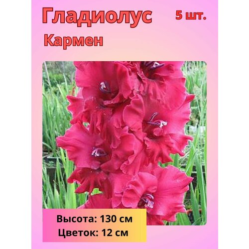 Гладиолус крупноцветковый, луковицы Гладиолуса 5 шт купить за 510 руб, фото