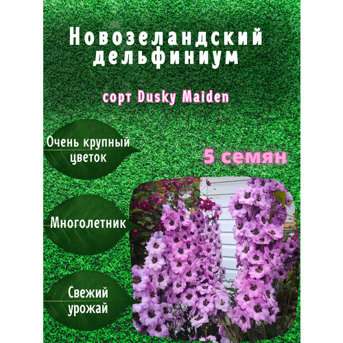 Семена Новозеландского дельфиниума 5 шт Даски Майденс купить за 600 руб, фото