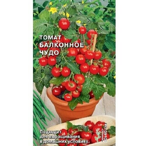 Семена Томат Балконное чудо, 0,1г, скороспелый, для выращивания на балконе или подоконнике, веранде. Станет не только декоративным зеленым украшением, но и подарит свежие, вкусные плоды томатов весом 30-40 г купить за 325 руб, фото