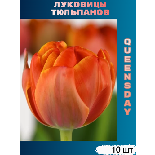 Луковицы тюльпана Queensday (10 шт) купить за 380 руб, фото