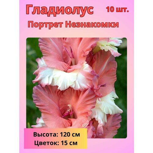 Гладиолус крупноцветковый Портрет Незнакомки, луковицы Гладиолуса купить за 800 руб, фото