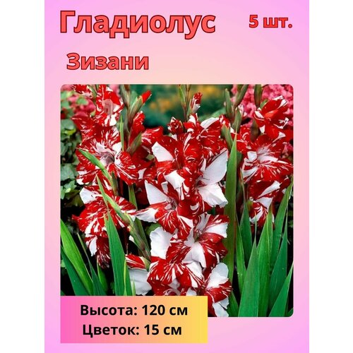 Гладиолус крупноцветковый Зизани, луковицы Гладиолуса купить за 510 руб, фото