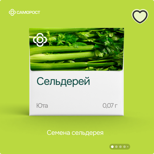 Семена Сельдерея фотография