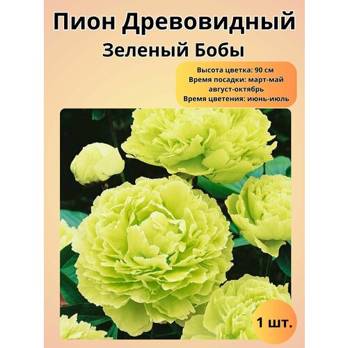 Пион, многолетние цветы, саженец 1 шт купить за 630 руб, фото