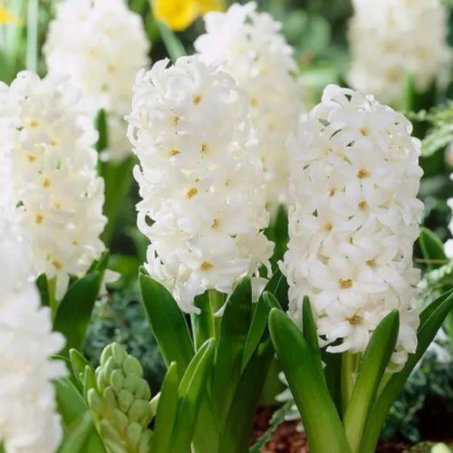 Луковицы цветов, сhipollino flowers, гиацинт LOUVRE (4 луковицы) купить за 490 руб, фото