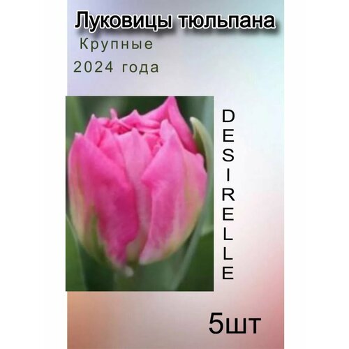 Луковицы тюльпана Desirelle ( 5 шт) купить за 310 руб, фото