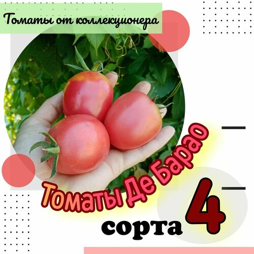 Семена томатов, 4 сорта ДеБарао, 40 семян фотография