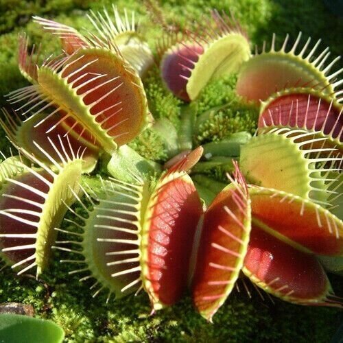 Венерина Мухоловка Семена 3шт, хищное растение (Dionaea muscipula) фотография