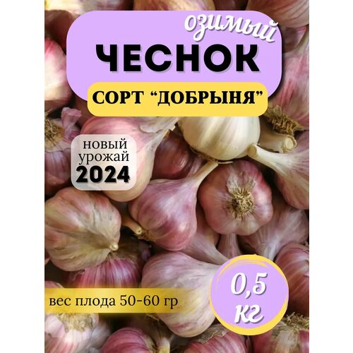 Чеснок Озимый сорт Добрыня купить за 325 руб, фото