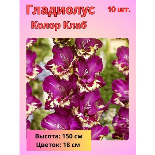 Гладиолус крупноцветковый Колор Клаб, луковицы Гладиолуса купить за 800 руб, фото