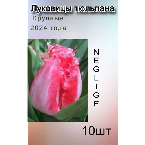 Луковицы тюльпана Neglige (10шт.) купить за 540 руб, фото