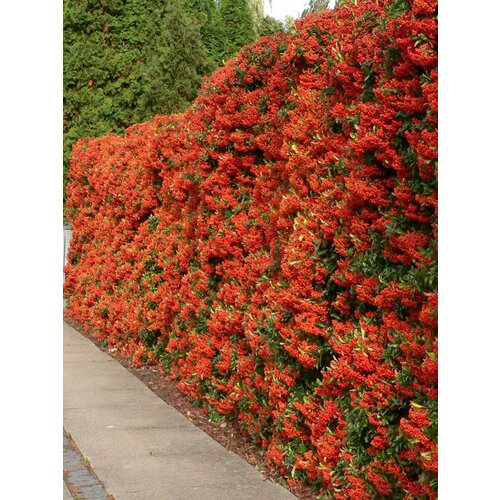 Семена Пираканта шарлаховая красная (Pyracantha coccinea), 15 штук фотография