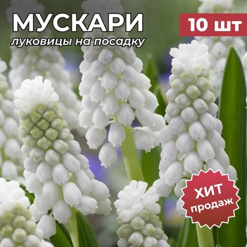 Луковицы мускари на посадку Сибериан Тайгер 10 шт купить за 971 руб, фото