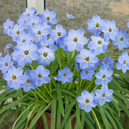 Луковицы цветов, сhipollino flowers, ифейон UNIFORUM ROLF FIEDLER (10 луковиц) купить за 345 руб, фото