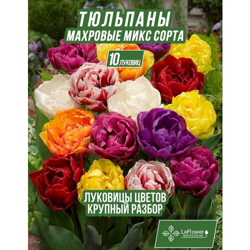 Луковичные цветы тюльпан крупные махровые, 10шт (LeFlower) купить за 650 руб, фото