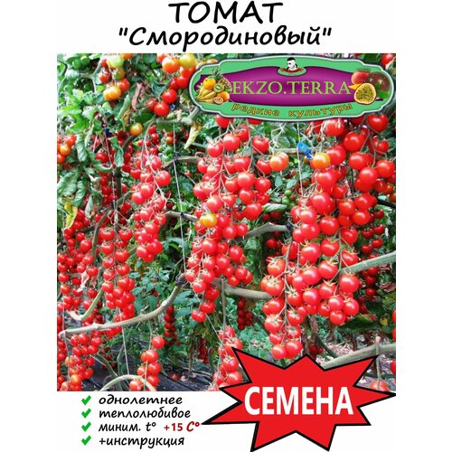 Семена Томат Смородиновый 5 шт. фотография