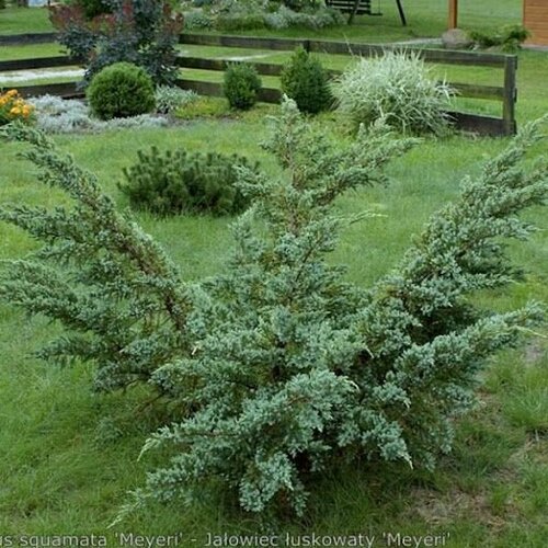 Можжевельник чешуйчатый Мейери фотография