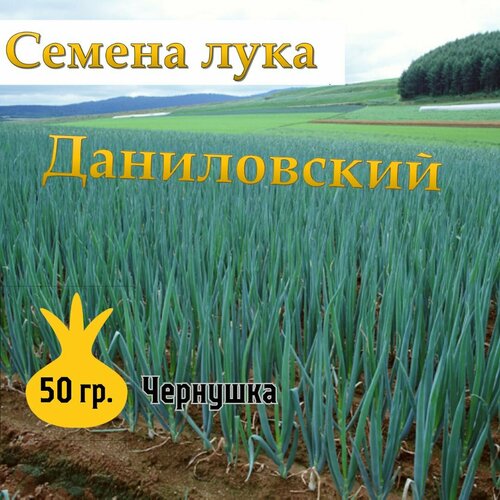 Семена лука чернушка Даниловский,50гр купить за 899 руб, фото