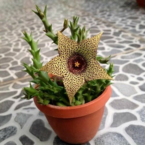 Стапелия пестрая, Stapelia Variegata, Orbea, вариегатная, суккуленты, семена купить за 439 руб, фото