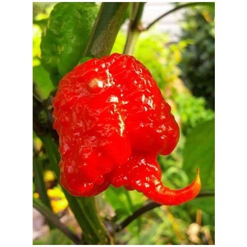 Семена Острый перец Carolina Reaper red, 5 штук купить за 450 руб, фото