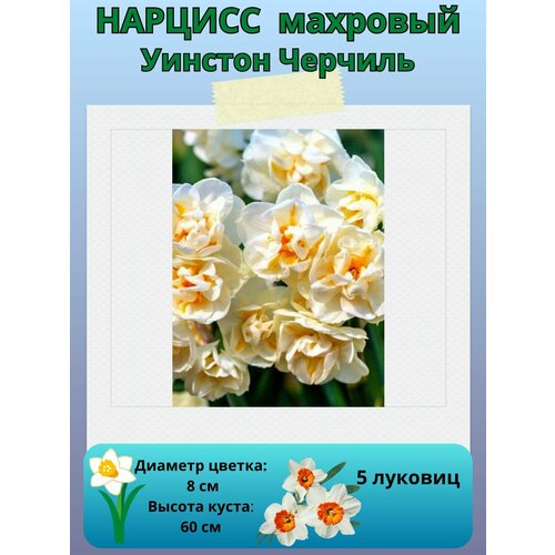 Нарцисс Уинстон Черчиль, многолетние цветы, луковицы для посадки 5 шт купить за 450 руб, фото