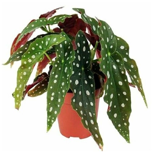 Бегония Макулата, Begonia Maculata, Пятнистая, семена купить за 446 руб, фото