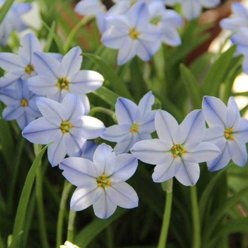 Ipheion Uniflorum Rolf(10 луковиц) купить за 450 руб, фото