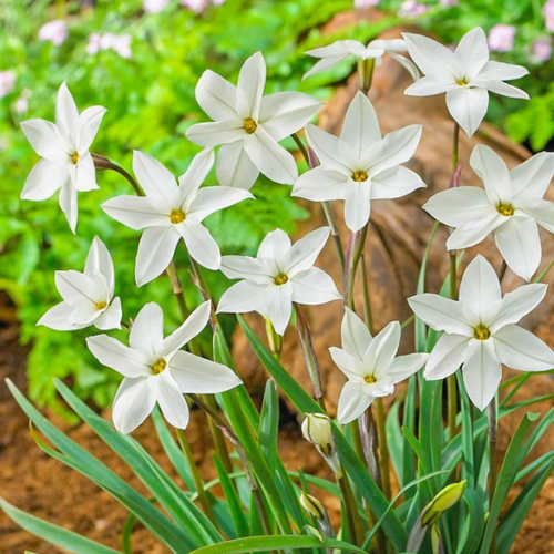 Луковицы цветов, сhipollino flowers, ифейон ALBERTO CASTILIO (10 луковиц) купить за 370 руб, фото