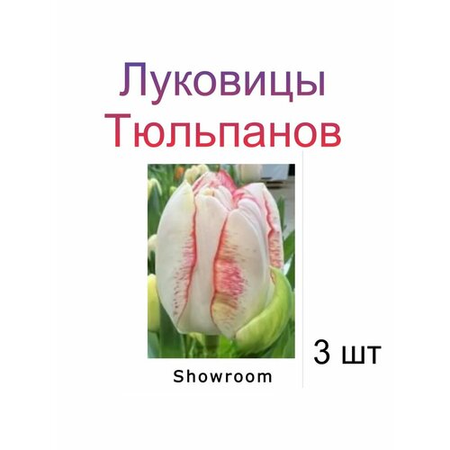 Луковицы Тюльпана Showroom ( 3 шт) купить за 222 руб, фото