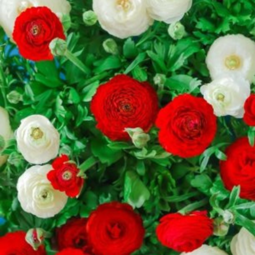 Луковицы цветов, сhipollino flowers, ранункулюс RED AND WHITE MIX (10 луковиц) купить за 439 руб, фото