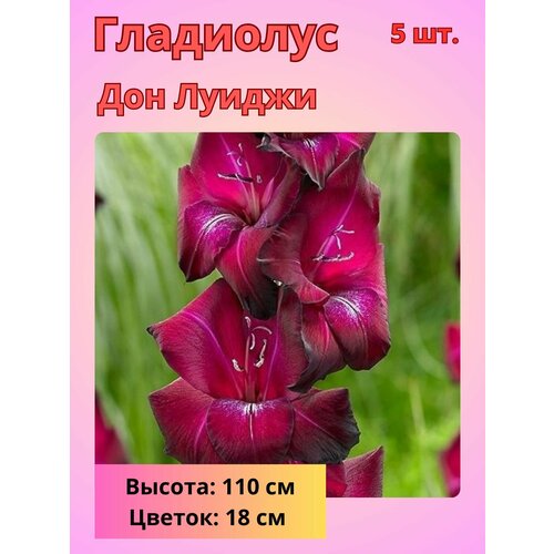 Гладиолус крупноцветковый Дон Луиджи, луковицы Гладиолуса купить за 510 руб, фото