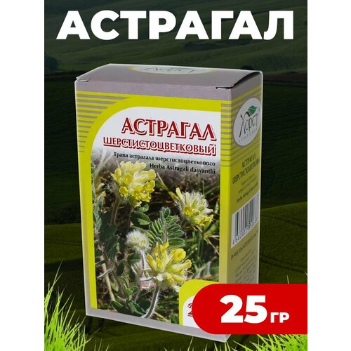 Астрагал шерстистоцветковый 25 гр. купить за 551 руб, фото