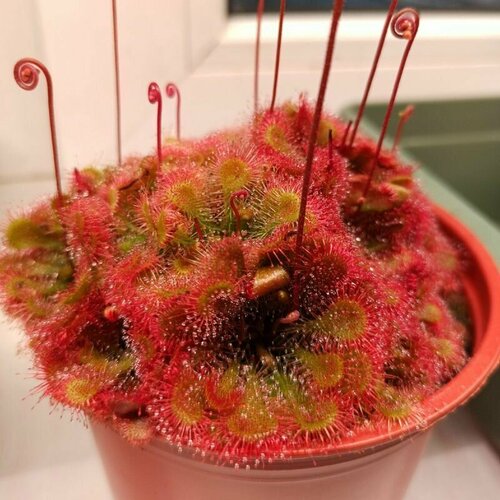 Семена Мухоловка Росянка, Drosera Tokaiensis 10+ шт, хищное растение, поедающее мух купить за 478 руб, фото