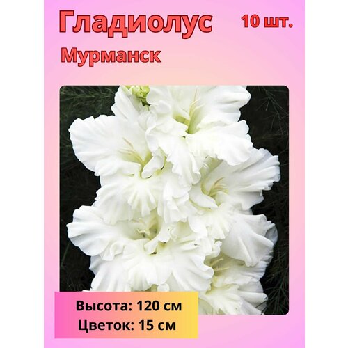 Гладиолус крупноцветковый, луковицы Гладиолуса 10 шт купить за 800 руб, фото