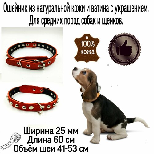 Ошейник для для собак кожаный с украшением, второй слой ватин 25мм *60см. Объём шеи 41-53 см. Кожаный ошейник для средних пород собак. фотография