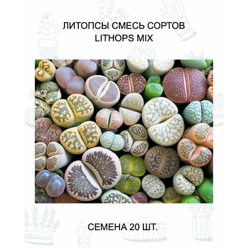 Литопсы MIX Семена 20 шт. купить за 699 руб, фото