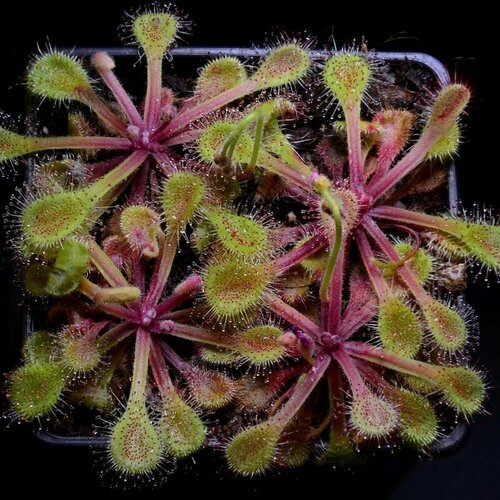 Семена Мухоловка Росянка, Drosera Collinsiae Usutu River 10+ шт, хищное растение, поедающее мух фотография