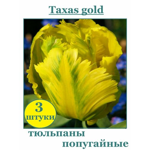 Луковицы Тюльпан попугайный Texas Gold 3 штуки купить за 761 руб, фото