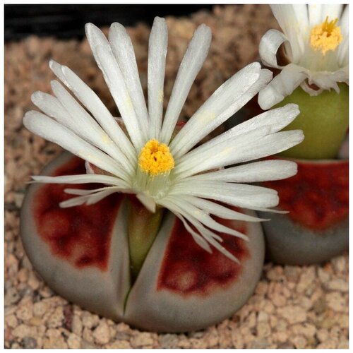 Семена Орешка Суккулент Литопс Lithops karasmontana Summitatum 10 шт. фотография