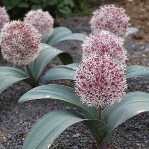 Луковицы цветов, chipollino flowers, аллиум KARATAVIENSE (3 луковицы) купить за 390 руб, фото