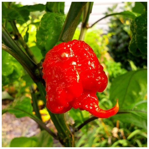 Семена Орешка Перец острый Carolina Reaper 5 шт. фотография