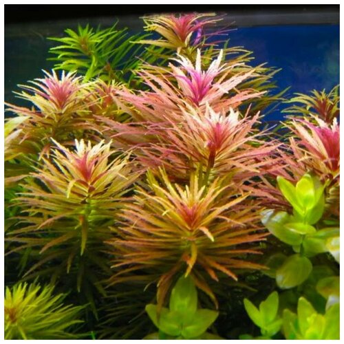 Лимнофила ароматика (Limnophila aromatica) (3 ветки 5-10см). фотография