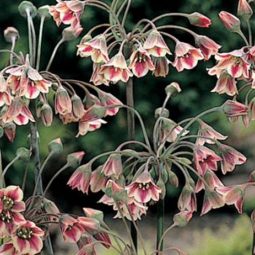 Луковицы Аллиум NECTAROSCORDUM SICULUM ( 5 шт) купить за 398 руб, фото