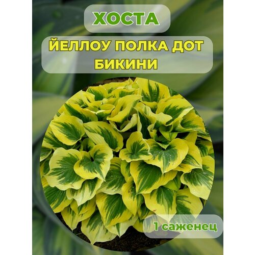 Хоста саженцы, хоста гибридная 1 штука купить за 500 руб, фото