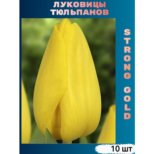 Луковицы тюльпана Strong Gold ( 10 шт) купить за 343 руб, фото