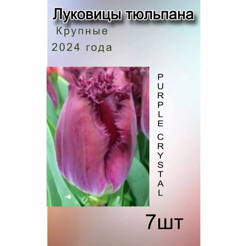 Луковицы Тюльпана Purple Crystal ( 7 шт ) купить за 351 руб, фото