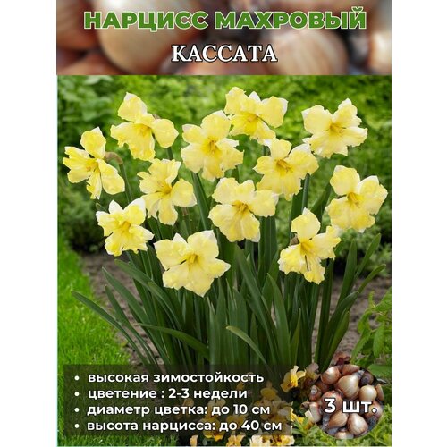 Нарцисс махровый. луковицы 3 штуки купить за 400 руб, фото