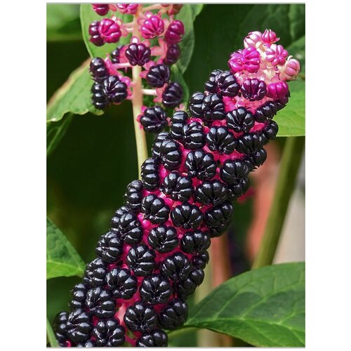 Семена Лаконос ягодный (Phytolacca acinosa), 25 штук фотография