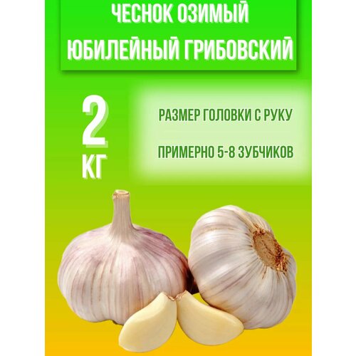 Чеснок Озимый Юбилейный Грибовский 2кг купить за 1300 руб, фото